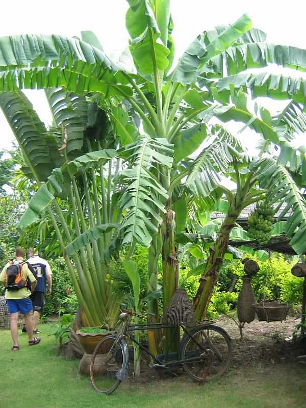 Thailand (081)
